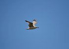 Mongoolse meeuw (juveniel) (larus mongolicus) ondersoort van de Pontische meeuw (Larus cachinnans) - Ogii Nuur 14-08-2016 (1)